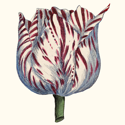 Tulip Garden VI 1 Piece Wrapped Canvas Wall Art