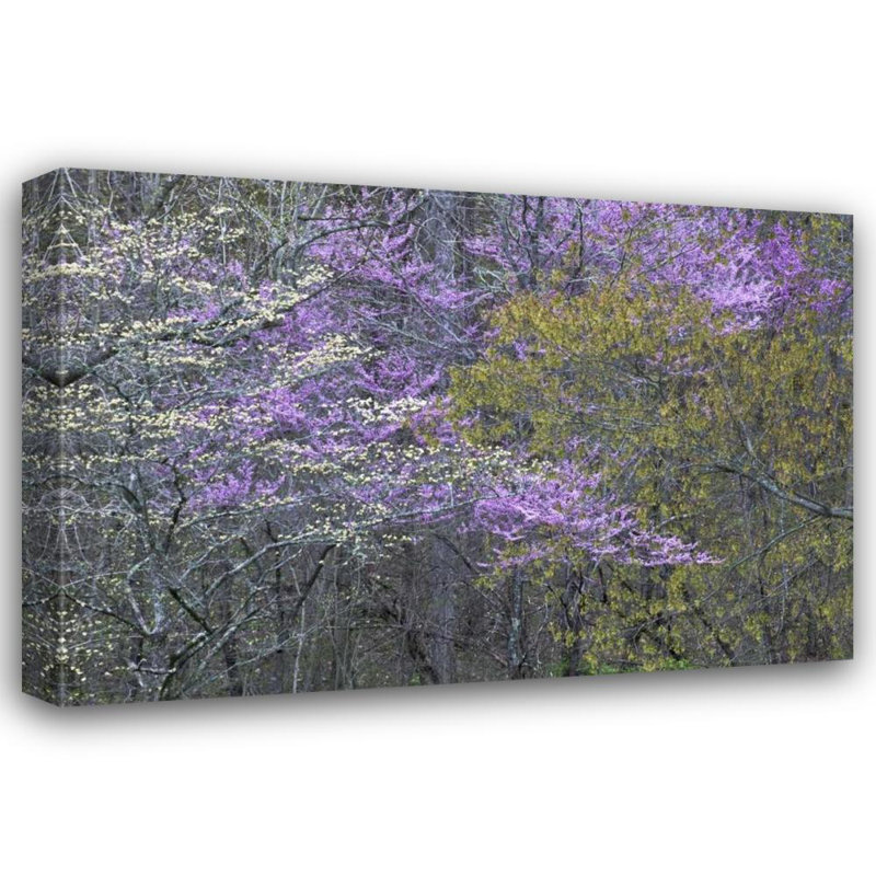 «Lark Manor ™ Rotenberg», art sur toile tendue par la galerie Nancy: NC, Great Smoky Mts Dogwood et arbres redbud