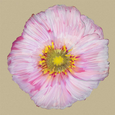 Poppy Blossom III by Alicia Ludwig - Wrapped Canvas Painting