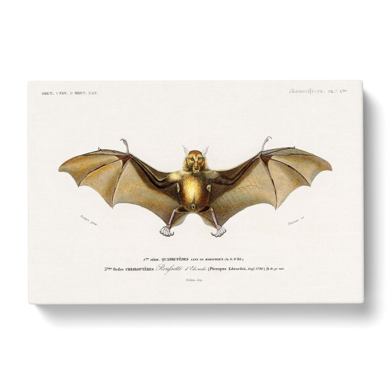 Bat Illustration by Charles D' Orbigny - Wrapped Canvas Painting, 35cm H x 50cm W x 3cm D