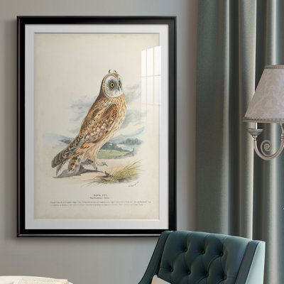 " Hawk Owl "