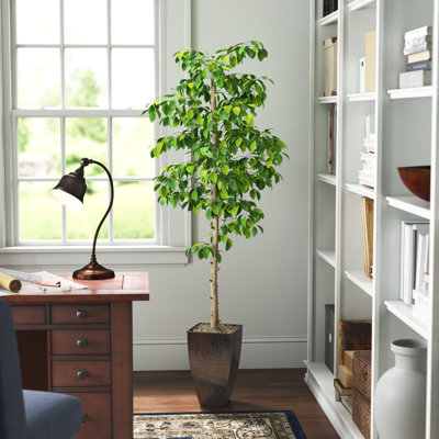 Arnavi 72'' Faux Ficus Tree in Metal Pot