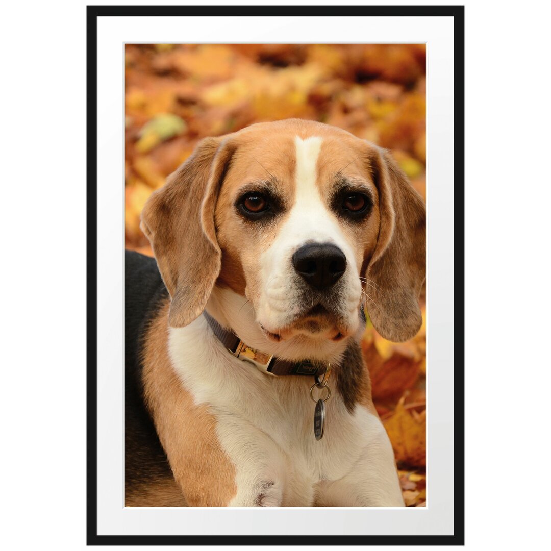 Gerahmtes Poster Kleiner Beagle im Laub