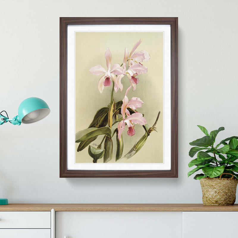 Magnolia Flowers Illustration Tab. 85 by Frederick Sander - Framed Print, 60cm H x 40cm W x 2cm D, Walnut
