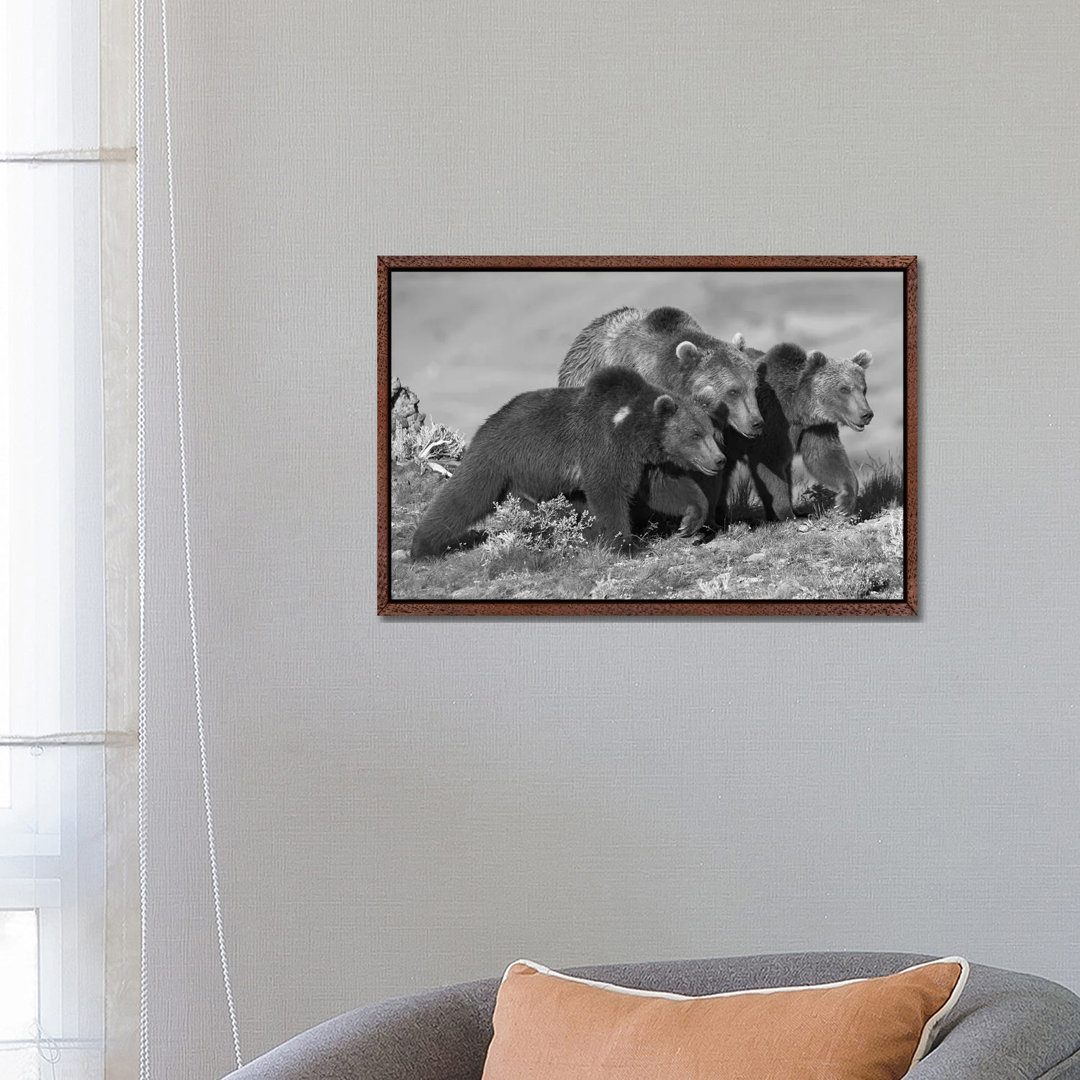 Grizzly Bear Mother With Two One Year Old Cubs, North America von Tim Fitzharris - Gallery-Wrapped Canvas Giclée