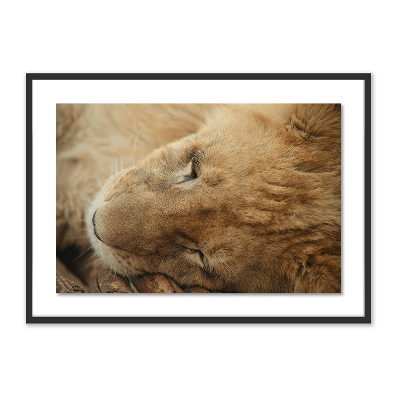 King Of The Jungle 4 by Jade Hammer, Black, 29" H x 40" W x 2.5" D