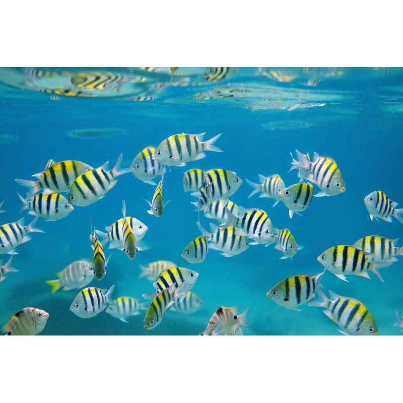 Banc de poissons par Danilovi, H 8 po x l 12 po