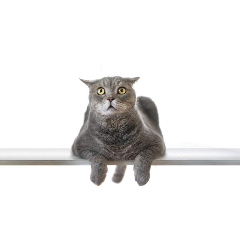 Cat - Wrapped Canvas Print, 61cm H x 91cm W x 3.8cm D