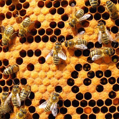 " Bees In Beehive "