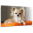Crowle Chihuahua On Pillow-111890438