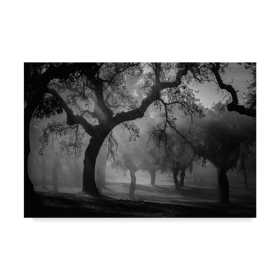 « enchanted forest trees », reproduction de photo sur toile tendue