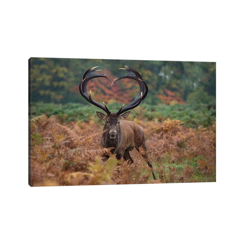 Heart Shaped Antlers Rampant - Print on Canvas, 45.72cm H x 66.04cm W x 1.91cm D, Wrapped Canvas