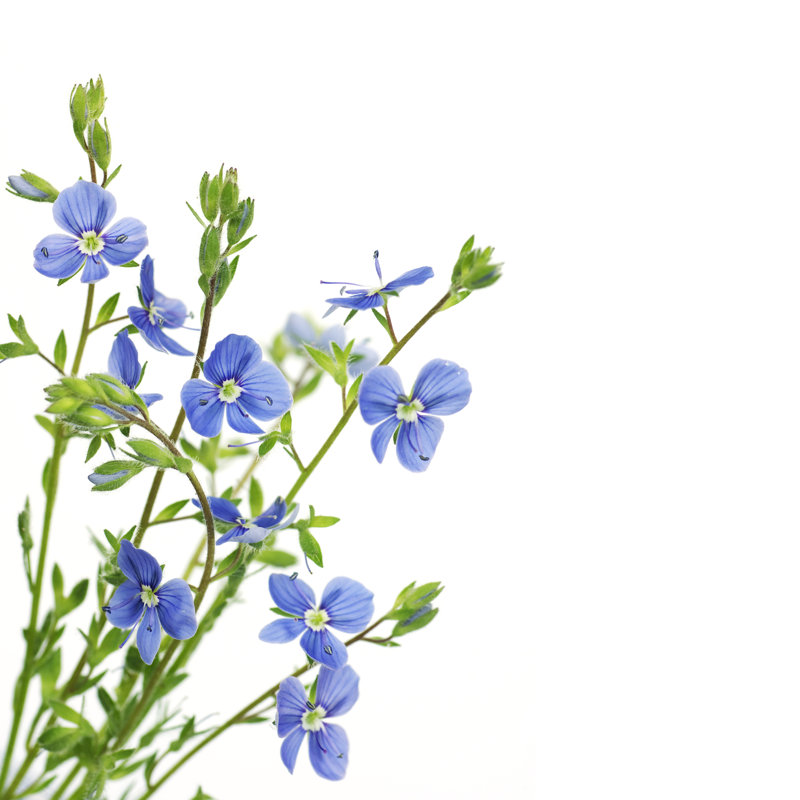 Fleur bleue sur fond blanc - Photographie sur toile tendue, H 12 po x l 12 po