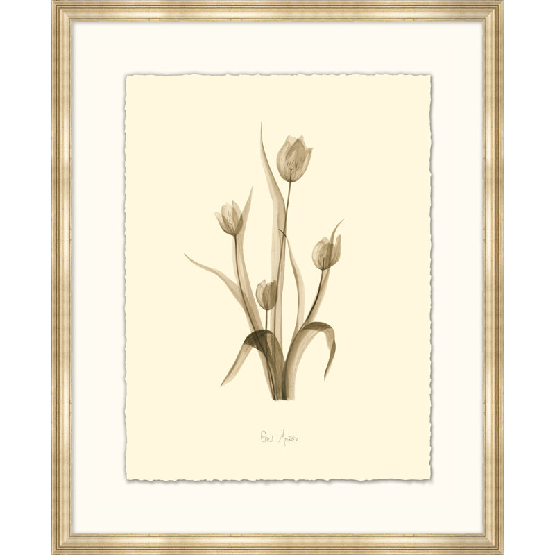 Tulip Print
