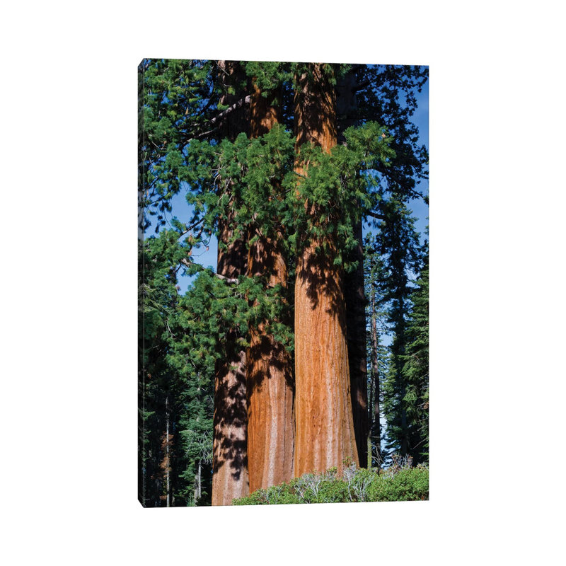 Giant Sequoia Trees In A Forest, Sequoia National Park, California, USA I - Wrapped Canvas Print, 30.48 cm H x 45.72 cm W