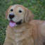 Lying Down Golden Retriever Figurine