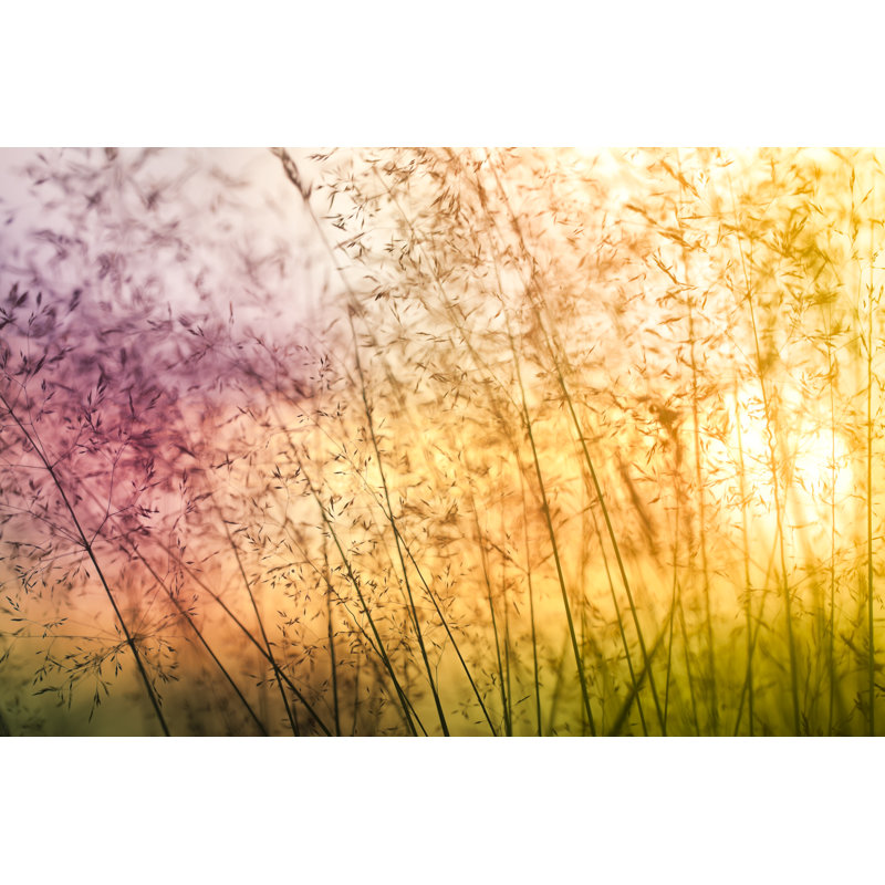 Silhouette de fleurs sauvages dans un pré au coucher du soleil par Pawel Gaul, H 8 po x l 12 po