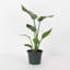 Live Bird of Paradise Plant, 6" Diameter