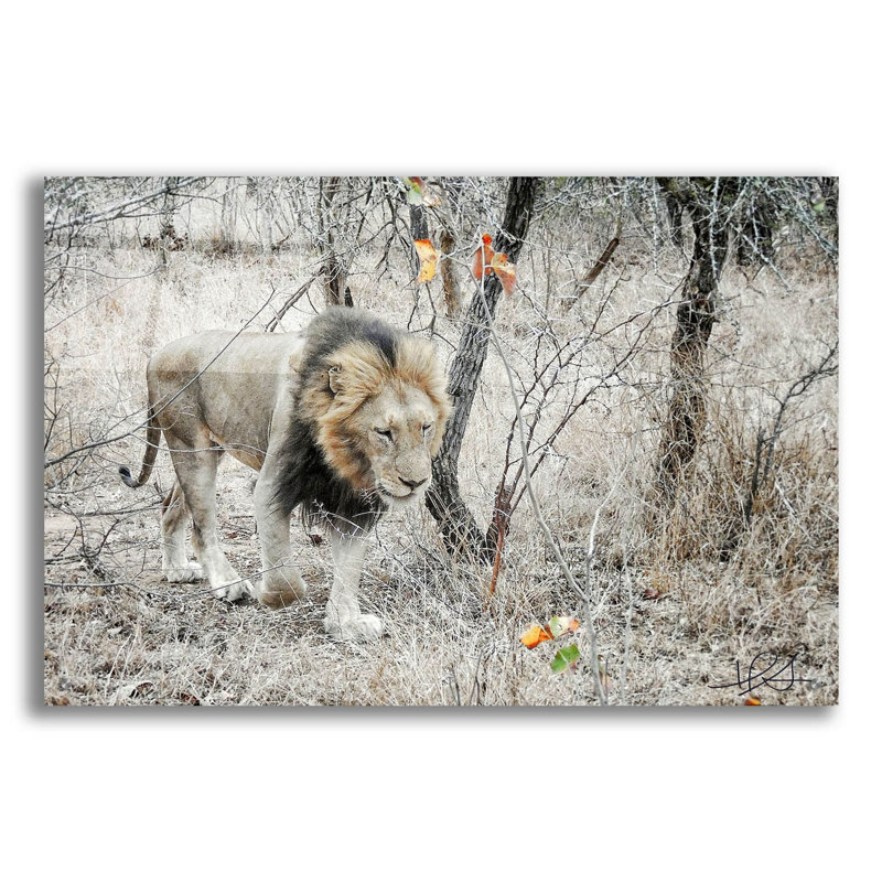 «Lion» par Helene Sobol, art mural en verre acrylique, H 24 po x l 36 po x P 0,2 po
