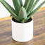 17,5 po Agave artificiel