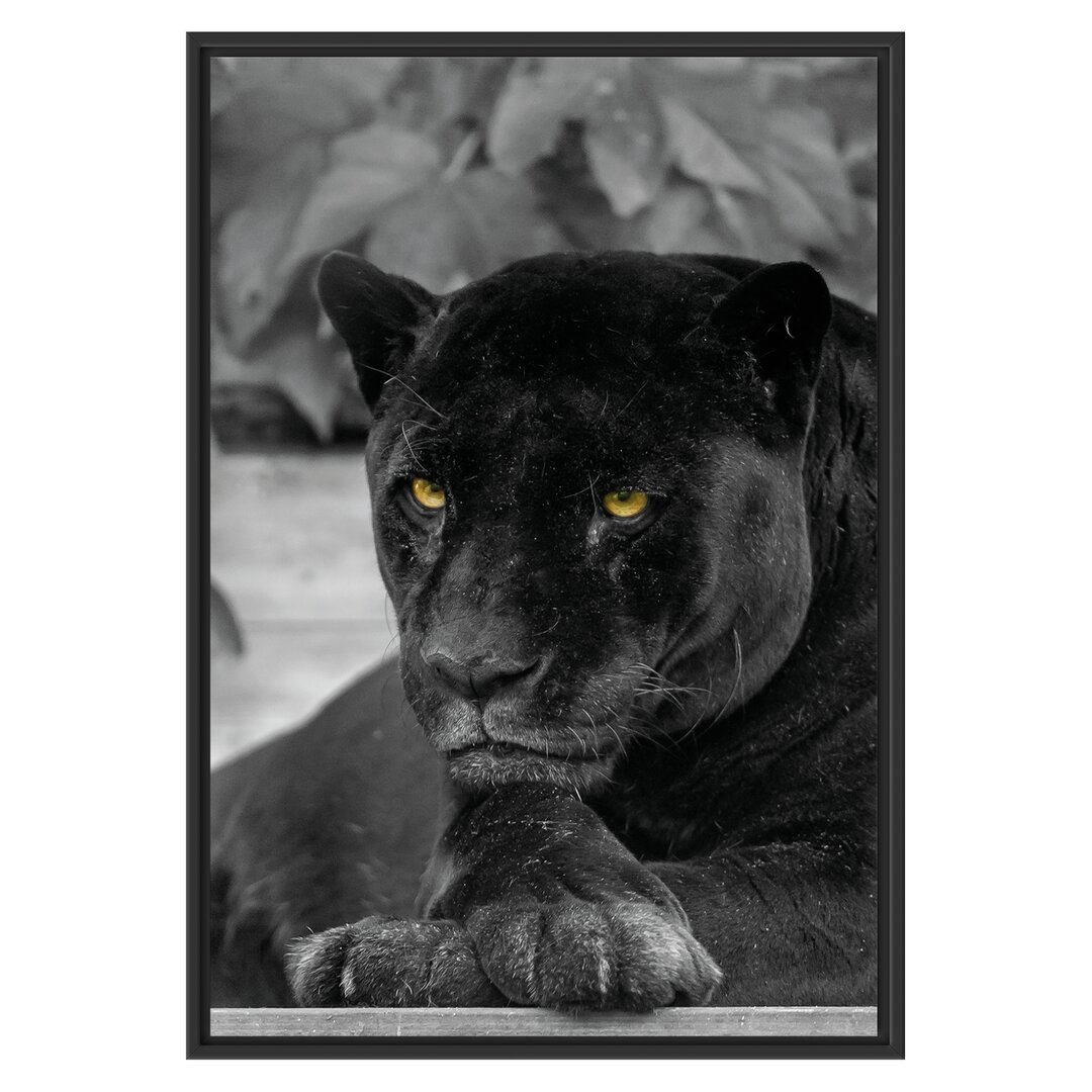 Gerahmtes Wandbild schwarzer Panther