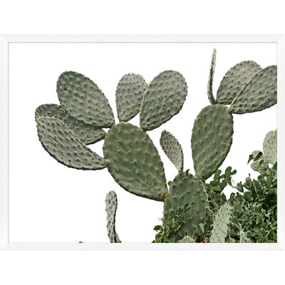 Cacti On White 4 Print by Nathan Turner