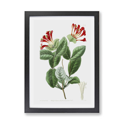 Honeysuckle Flower - Framed Print
