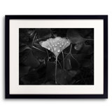 Ginkgo Print by Scott Norris