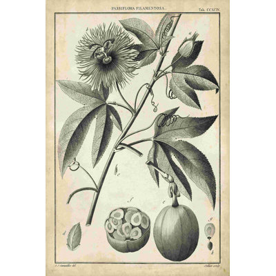 Passiflora I