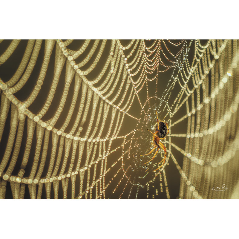 L'araignée et ses bijoux, H 20 po x l 30 po, Walnut Single Picture Framed Paper, Non