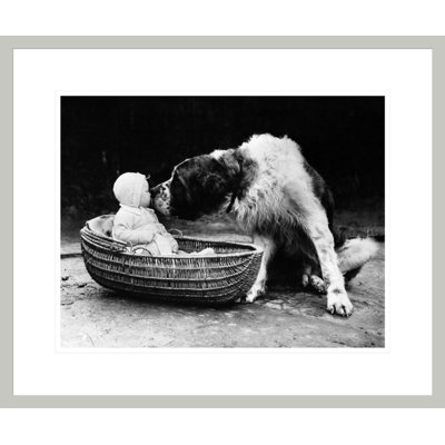 Mignon chien léchant une petite fille (6 à 11 mois) assis dans un panier par Inconnu - Impression Giclée encadrée