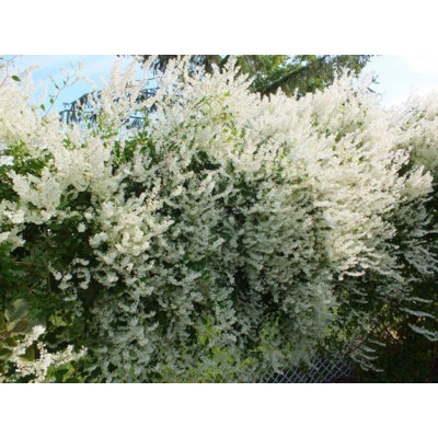 Silver Lace Vine - Live Starter Vine in a 2 Inch Growers Pot - Fallopia Aubertii - Beautiful Easy Care Outdoor Air Purifying Houseplant Vine