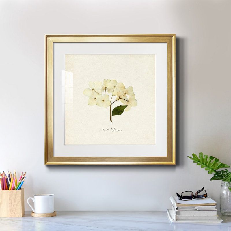 «Cornales Hydrangea II», reproduction encadrée de qualité supérieure - prête à être accrochée, Cadre doré