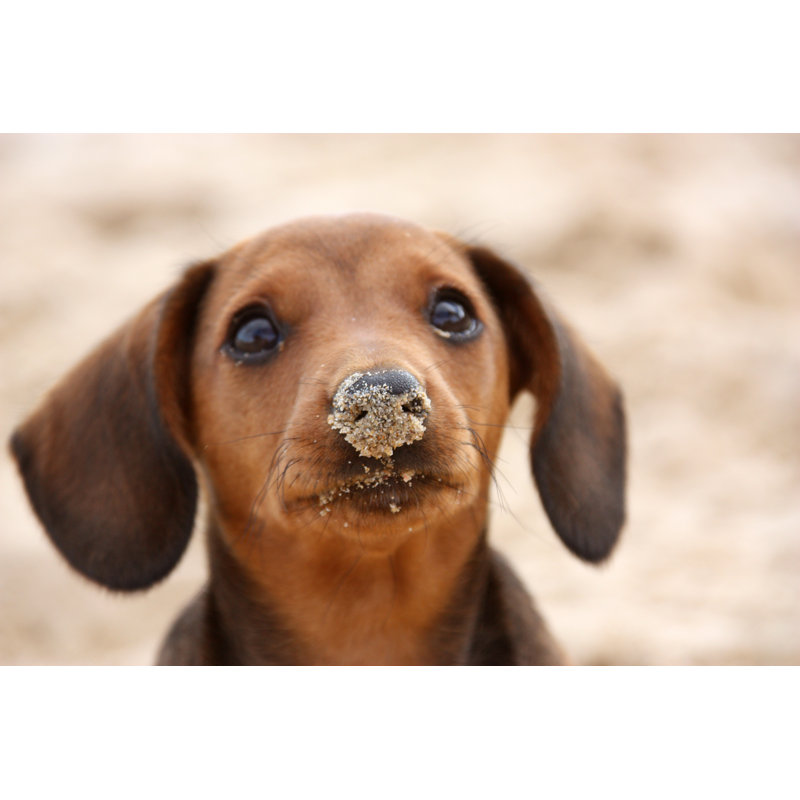 Chien brun, oreilles de disquette sur toile par Madri, L 18 po x H 12 po