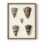 Impression encadrée Cone Shell Collection III - bois massif-1586560573-1586560572