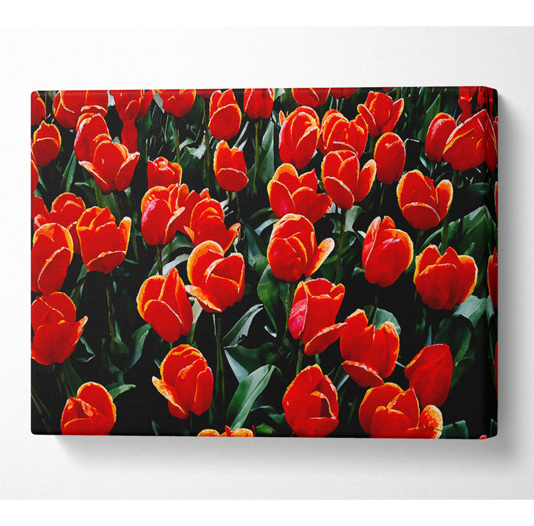 Ein Garten voller roter Tulpen - Druck