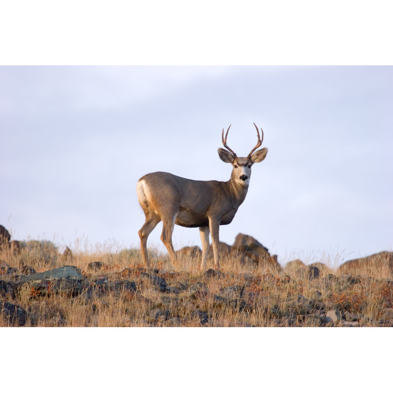 Ridge Top Buck - Wrapped Canvas Print, 81cm H x 122cm W x 3.8cm D