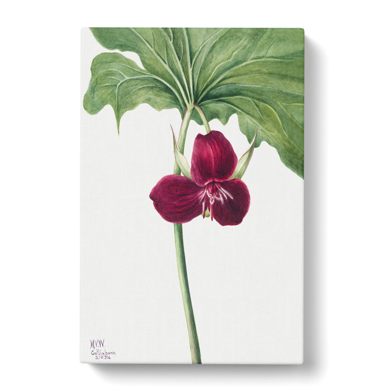 Sweet Trillium By Mary Vaux Walcott - Wrapped Canvas, 35cm H x 50cm W x 3cm D