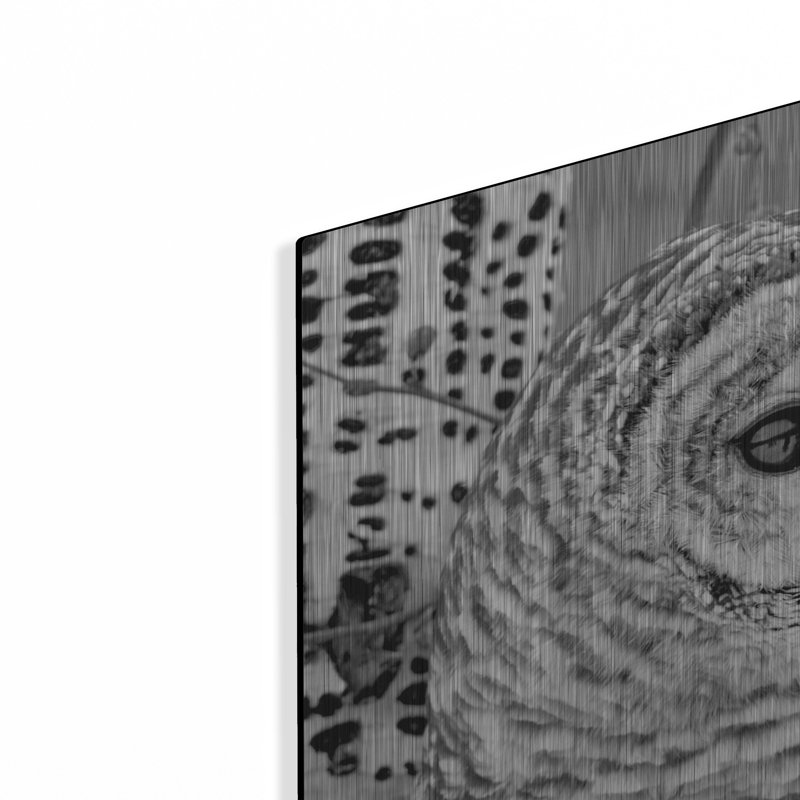 «White Owl» par Photoinc Studio, art mural en métal, H 36 po x l 36 po