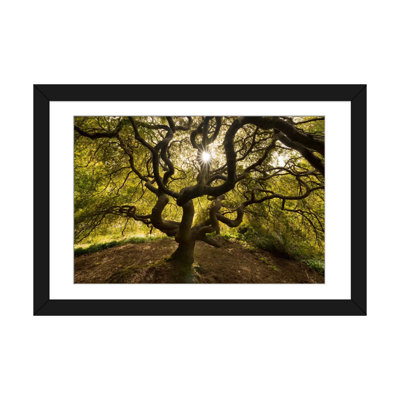 «Tentacles and Sun, Seattle, Washington II», reproduction de photo sur toile