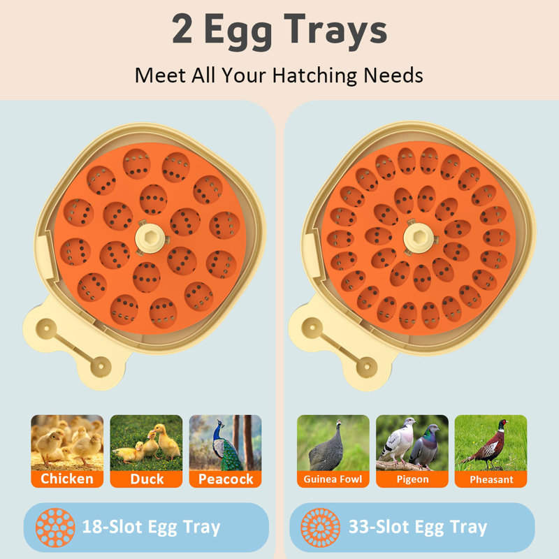 Egg Incubator