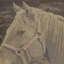 Mister Ed Square Pillow Cover & Insert-33066674