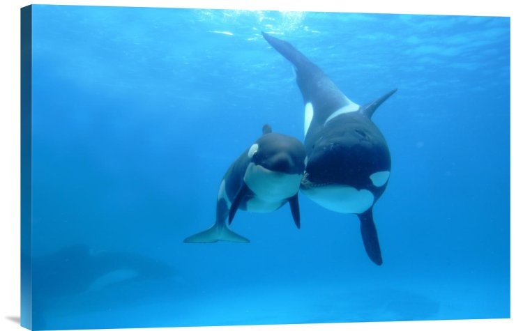 Orca Mother And Newborn Baby, Sea World, Kamogawa, Japan - Single Picture Frame Photograph on Framed Canvas, 16" H x 24" W