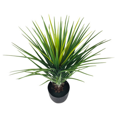 68cm Pineapple Tree in Pot