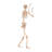 Pose-N-Stay Halloween Skeleton