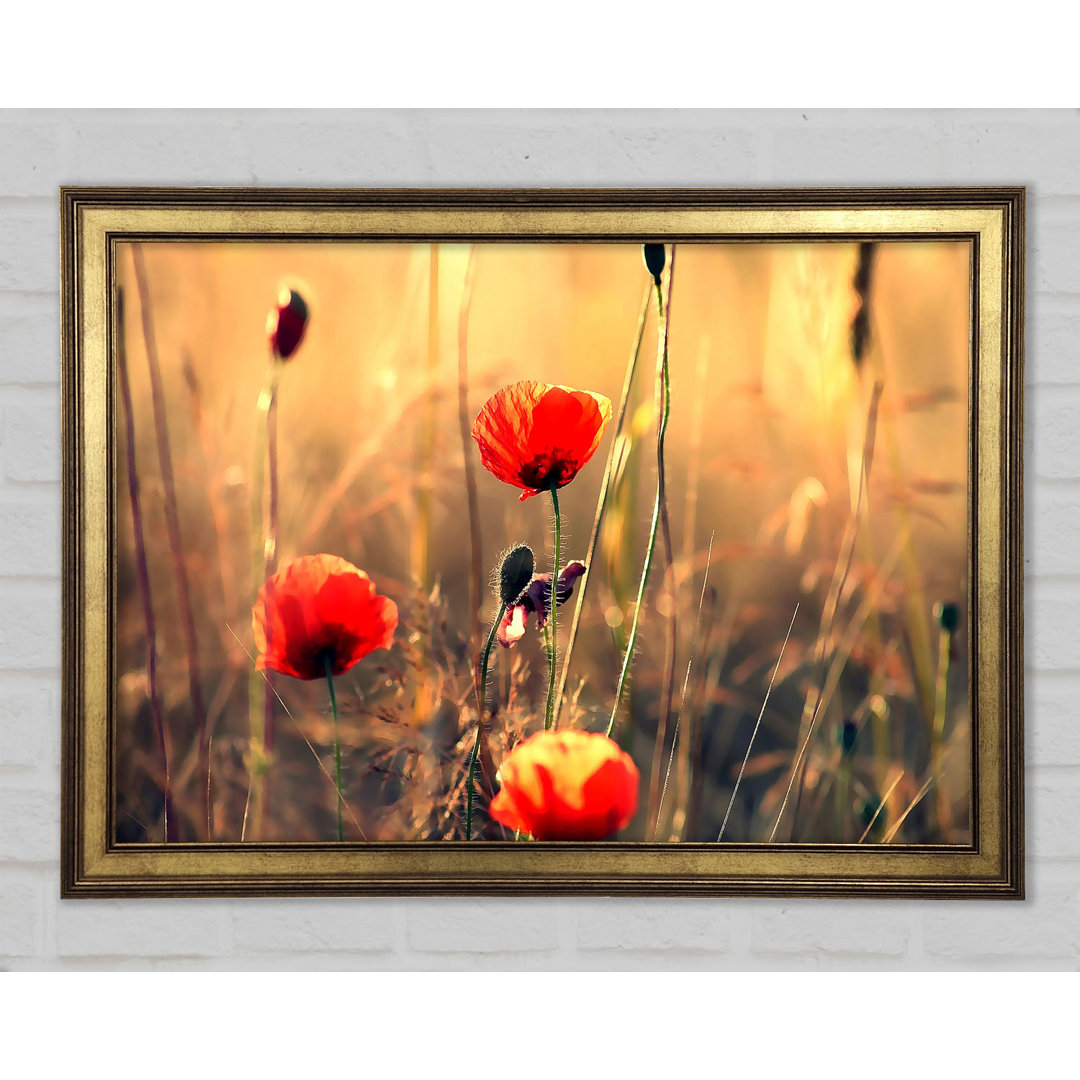 Roter Mohn Sonnenstrahlen - Druck