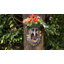 9,84 po en résine Greenman face à l'arbre mangeoire d'oiseaux et pot de fleurs mural, fantaisiste vieil homme arbre Hugger jardin décoration de jardin