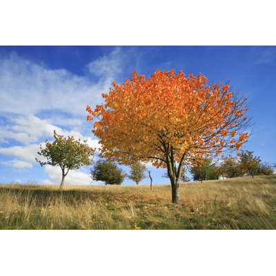 Orchard in Autumn by Avtg