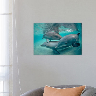 Bottlenose Dolphin Underwater Trio, Hawaii by Flip Nicklin - Wrapped Canvas Gallery-Wrapped Canvas Giclée