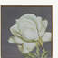 Ensemble de 4 impressions murales botaniques blanches et dorées, décor à la maison pour le salon, la salle à manger, le couloir de la chambre à coucher, 20 po x 20 po